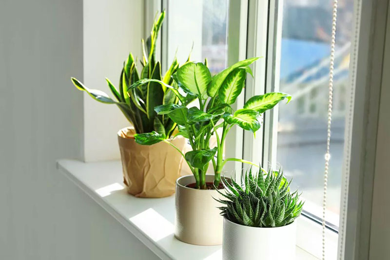 Việc trồng cây cảnh trong nhà không chỉ làm đẹp không gian sống mà còn mang lại nhiều lợi ích cho sức khỏe. Hãy lựa chọn những loại cây phù hợp với điều kiện ánh sáng và không gian của bạn để tạo nên một ngôi nhà trong lành và thư thái nhé.