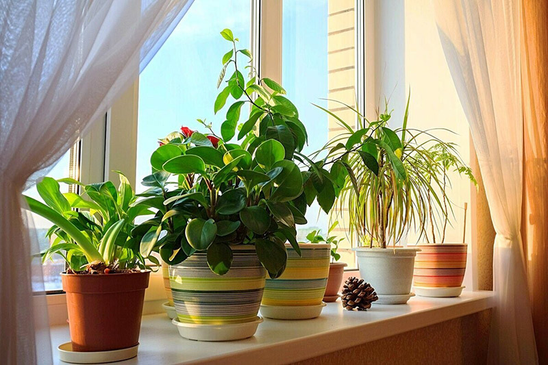 Giống như việc lựa chọn cửa kính TP HCM để mở rộng không gian và tận dụng ánh sáng, việc đưa cây xanh vào ngôi nhà là cách thiết thực giúp bạn và gia đình sống khỏe mạnh, cân bằng và hạnh phúc hơn.