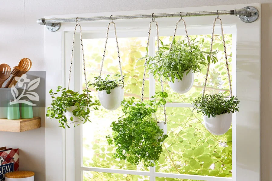 Chậu cây treo tường và vườn đứng không chỉ giúp tiết kiệm diện tích mà còn mang lại vẻ đẹp và sự tươi mới cho ngôi nhà.