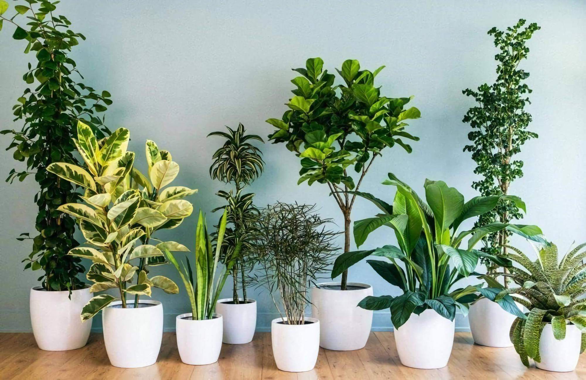 Khi kết hợp hài hòa giữa việc trồng cây và Thi công cửa sổ TP HCM hợp lý, ngôi nhà của bạn sẽ luôn ngập tràn ánh sáng, năng lượng tích cực và vẻ đẹp tự nhiên.