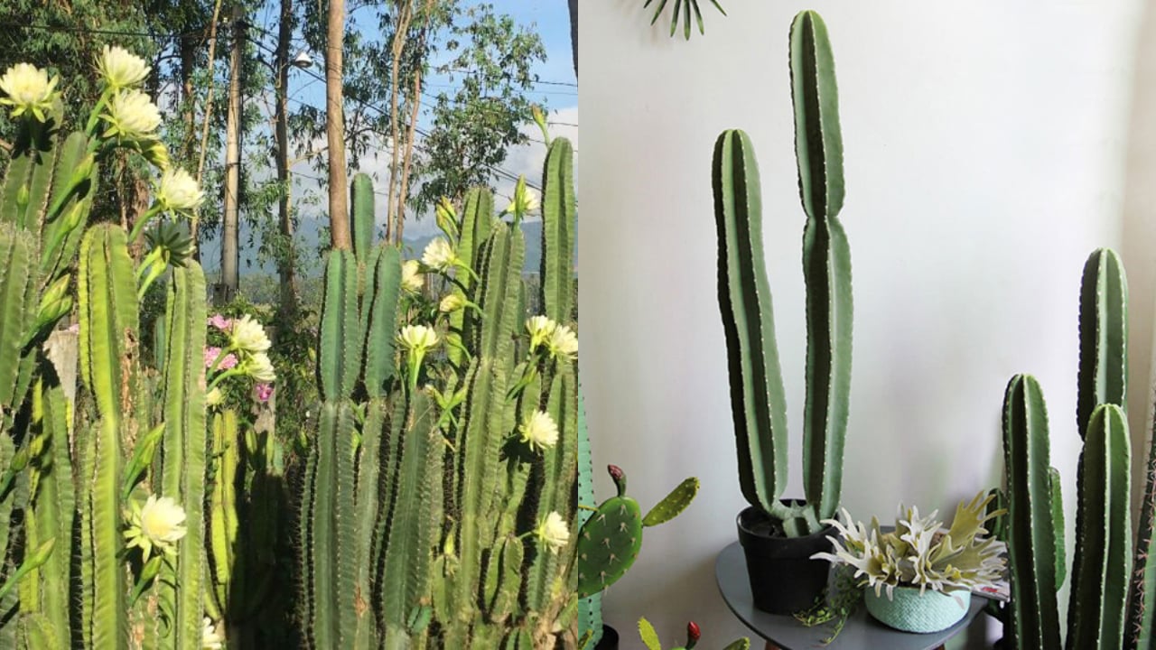 Chọn Công ty lắp đặt cửa cuốn TP HCM giúp bạn có được hệ thống cửa vận hành êm, lấy sáng linh hoạt và giữ không gian trong lành.