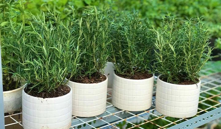 Trong đó, việc Lắp đặt cửa cuốn TP HCM đúng chuẩn cùng cây phong thủy chính là chìa khóa để xây dựng một ngôi nhà hiện đại, an toàn và khỏe mạnh.