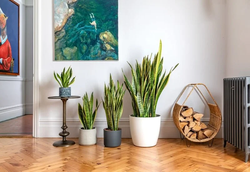 Kết hợp cây phong thủy các giải pháp hiện đại như Cửa cuốn TP HCM sẽ giúp bạn xây dựng một môi trường sống hài hòa, an toàn và bền vững lâu dài.